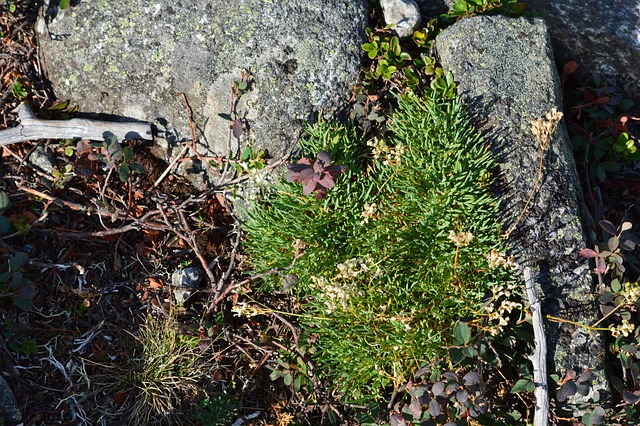 Free Plants In The Mountains Plants On Rocks photo and picture
