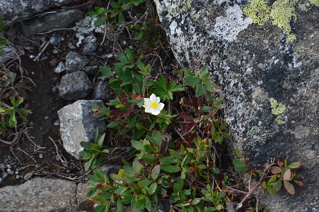 Free Flowers On The Stones Plants On Rocks photo and picture