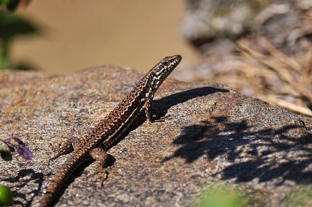 Free Lizard Animal photo and picture