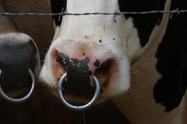 Free Cow Ruminant photo and picture