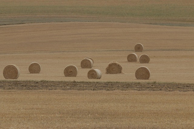 Free Hay Bales Field photo and picture