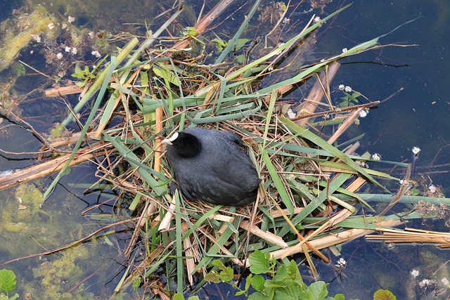 Free Brood Nest photo and picture