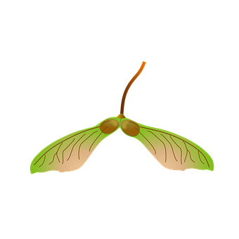 Free Maple Seeds Seeds illustration and picture