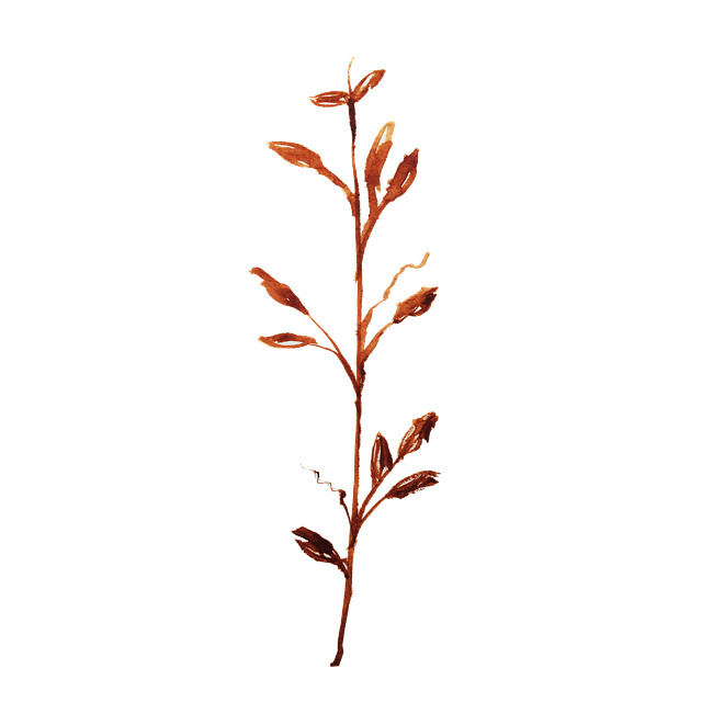 Flower, Leaf, Graphic, Watercolor