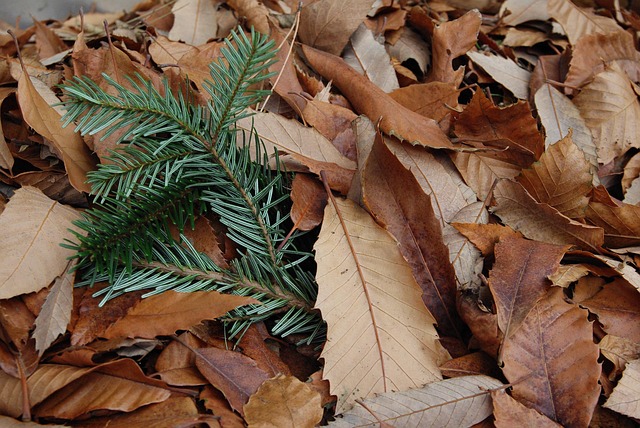 Free Fall Forest photo and picture