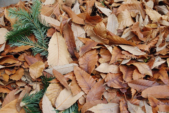 Free Fall Forest photo and picture