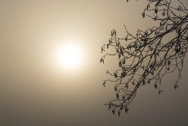 Sunset, Betula, Winter, Herbs