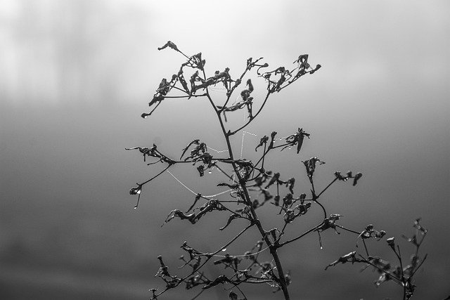 Herbst, Morning, Natur, Landschaft