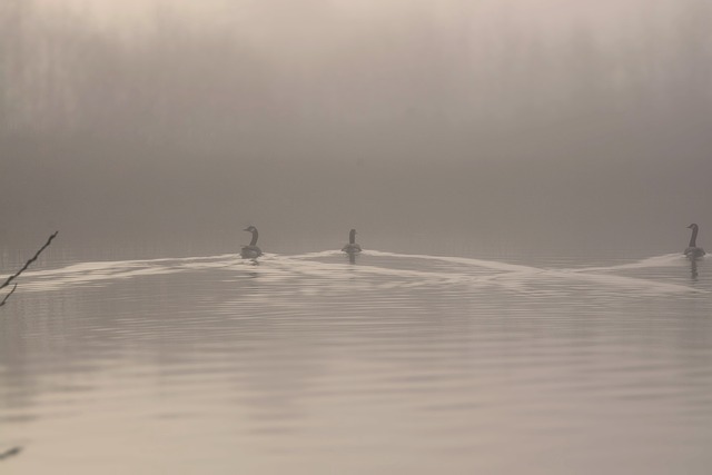 Schwan, See, Natur, Vogel, Wasservogel