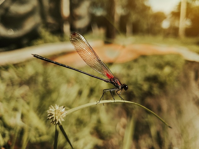 Free Dragon-Fly Grass photo and picture