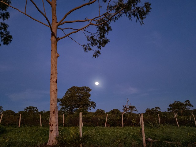 Mond, Himmel, Blau, Baum