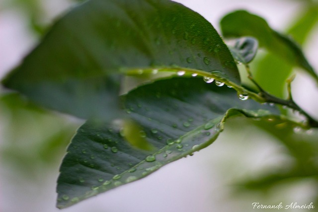 Free Sheets Lemon Tree photo and picture