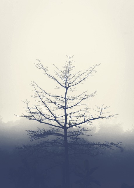 Free Winter Tree illustration and picture