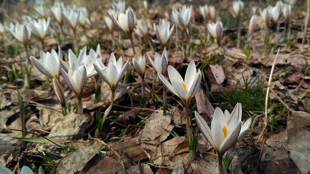 Free Crocus Flowers photo and picture