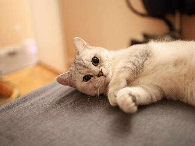 Free Cat Pet photo and picture