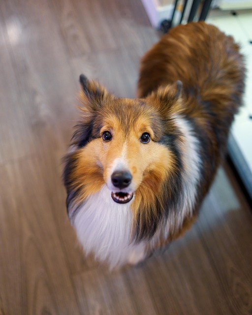 Free Sheltie Dog photo and picture