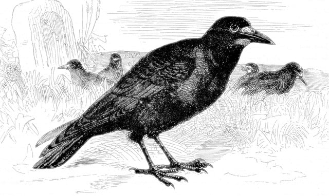 Free rook bird engraving illustration