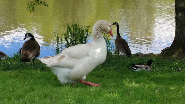 Free Duck Goose photo and picture