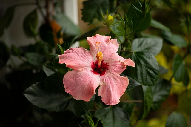 Free Hibiscus Flowers photo and picture