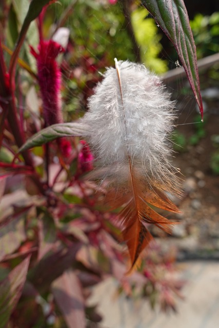 Free Feather Birds photo and picture