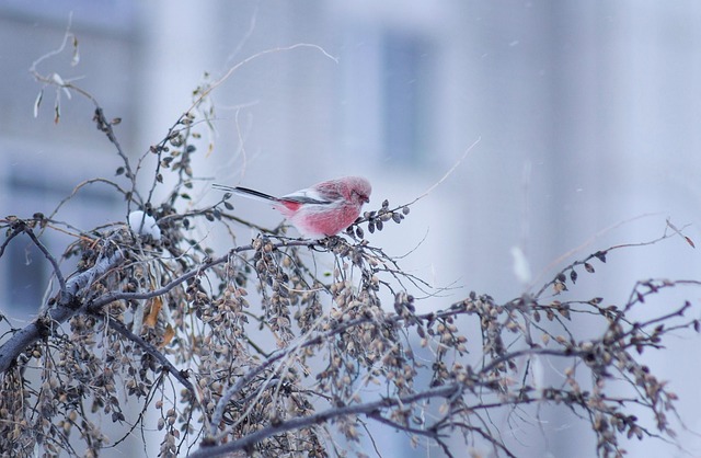 Uragus Sibiricus, Pasăre, Copac, Stând