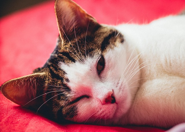 Free Cat American Wirehair photo and picture