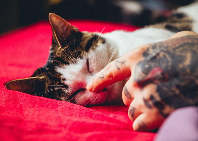 Free Cat American Wirehair photo and picture