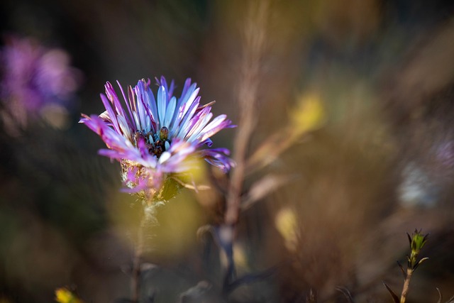 Free Flower Petals photo and picture