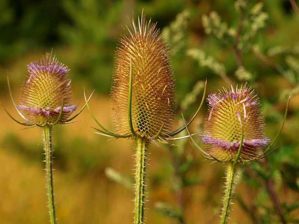 Tidsler Blomster Plante Gratis Foto P Pixabay tidsler-blomster-plante-gratis-foto-p-pixabay