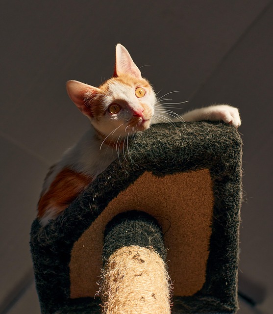 Schattig, Dierenhaar, Dieren Thema'S