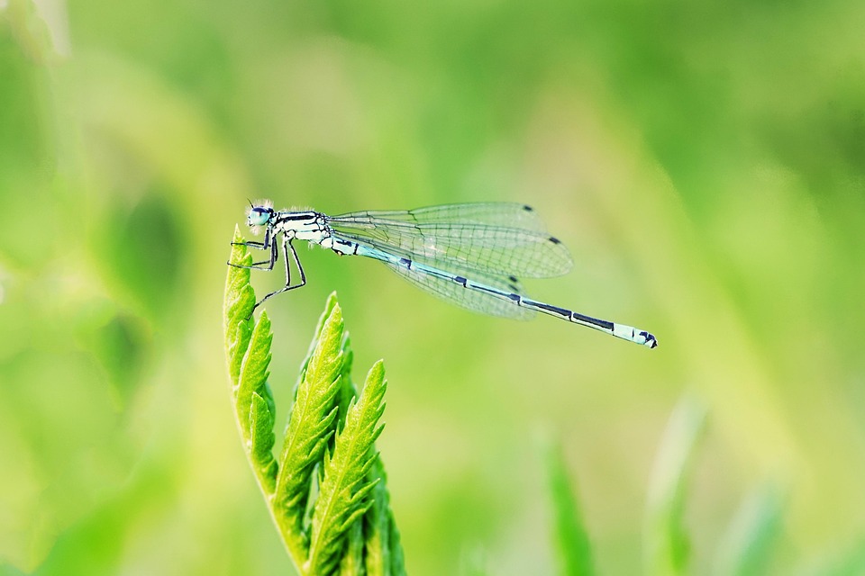 Dragonfly Damselfly Grass - Free photo on Pixabay - Pixabay