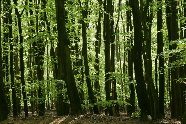 Free Holten Landscape photo and picture