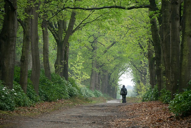 Free Road Trees photo and picture