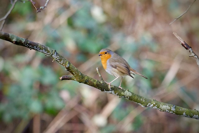 Free Bird Robin photo and picture