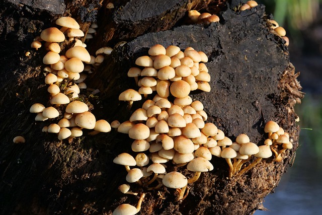 Free Fungus Mushroom photo and picture