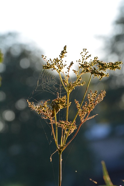 Free Flower Sunset photo and picture