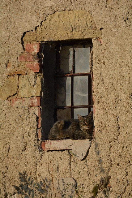 Free Cat Window photo and picture