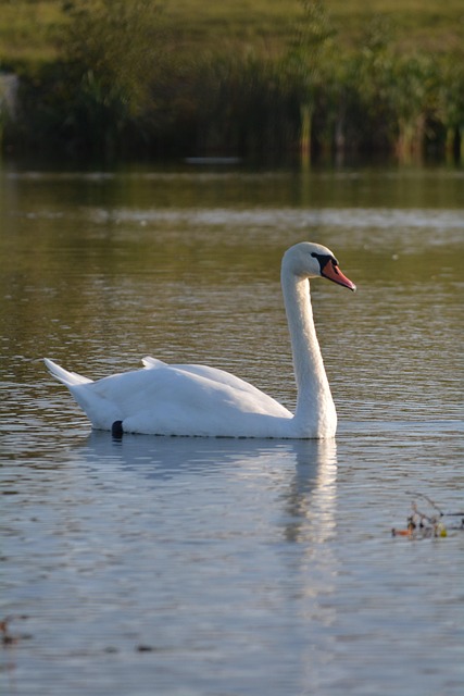 Free Swan Pond photo and picture