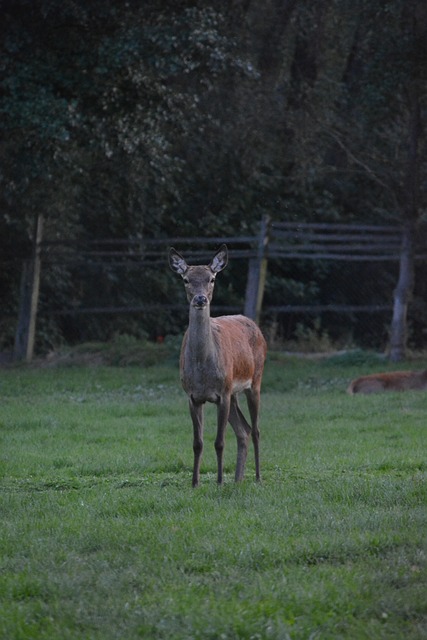 Free Deer Animal photo and picture