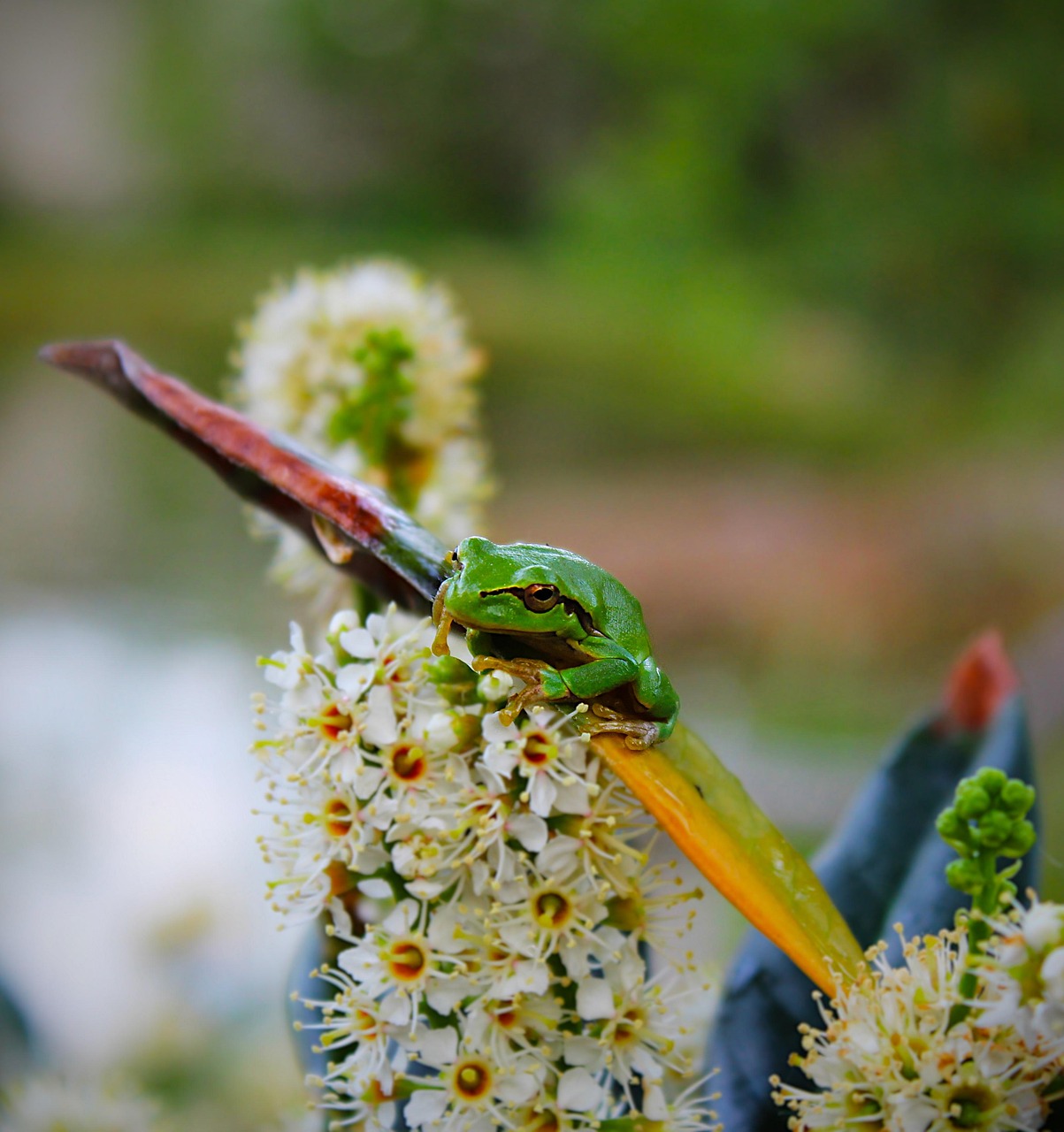 Frog Amphibian Pond Garden - Free photo on Pixabay