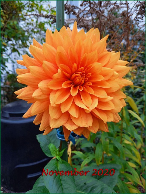 Free Flower Dahlias photo and picture