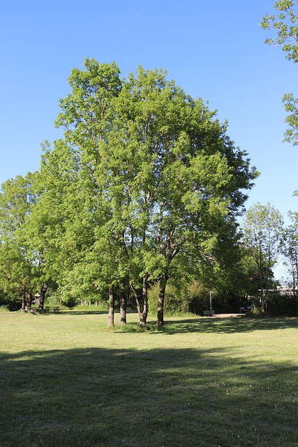 Free Tree Sunshine photo and picture