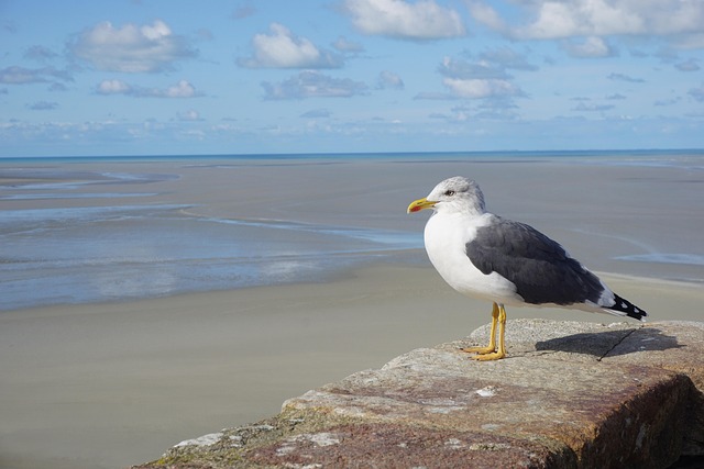 Free Seagull Bird photo and picture