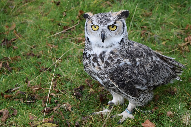 Free Owl Bird photo and picture