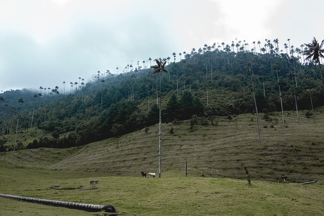 Free Valle Del Cocora Wax Palm photo and picture
