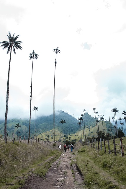 Free Valle Del Cocora Wax Palm photo and picture