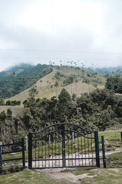 Free Valle Del Cocora Wax Palm photo and picture