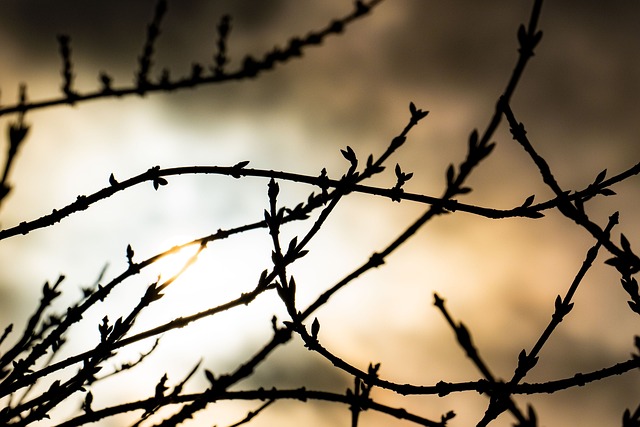 Free Branch Branches photo and picture