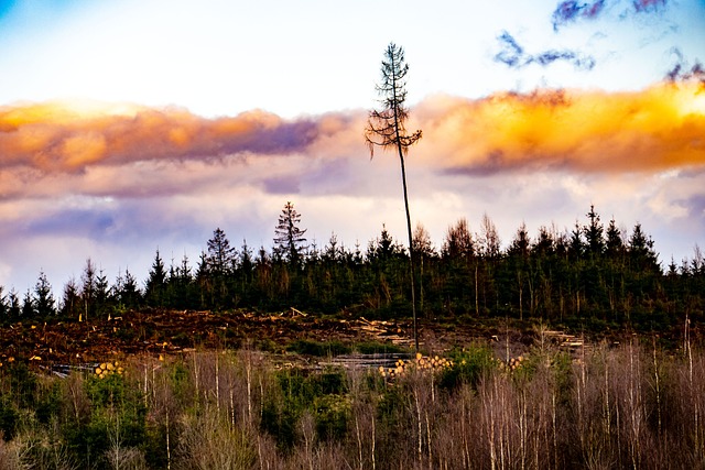Free Tree Forest photo and picture