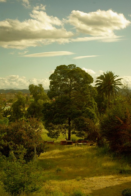 Rowar Árvore Natureza Verão - Foto gratuita no Pixabay - Pixabay